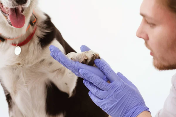 Cão sendo verificado na clínica veterinária com thir proprietário . — Fotografia de Stock