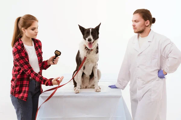 Köpek Veteriner Kliniği thir sahibi ile kontrol. — Stok fotoğraf