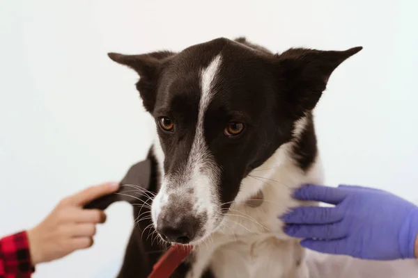 犬を獣医クリニック分離ホワイト バック グラウンドで. — ストック写真