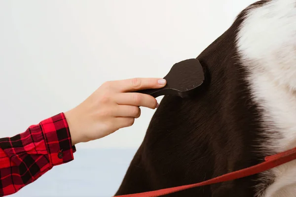 Närbild av personer hand grooming hundar hår. — Stockfoto
