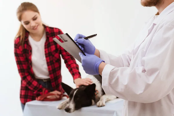 Veterinär holding Urklipp att få hund kontrolleras. — Stockfoto