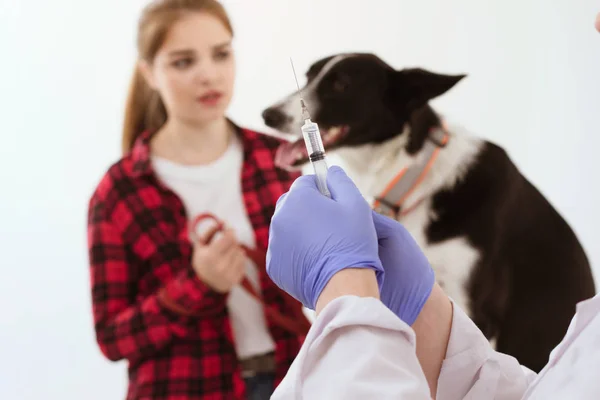 Aguja de retención veterinaria con guantes de plástico . — Foto de Stock