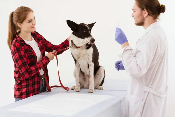 Hund får kontrolleras på veterinärkliniken med thir ägare. — Stockfoto