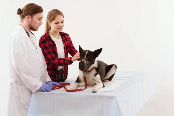 Hund får kontrolleras på veterinären med sin ägare. — Stockfoto