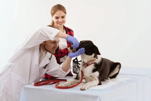 Unga Vet Kontrollerar Hundar Mun Unga Manliga Veterinär Tar Närmare — Stockfoto