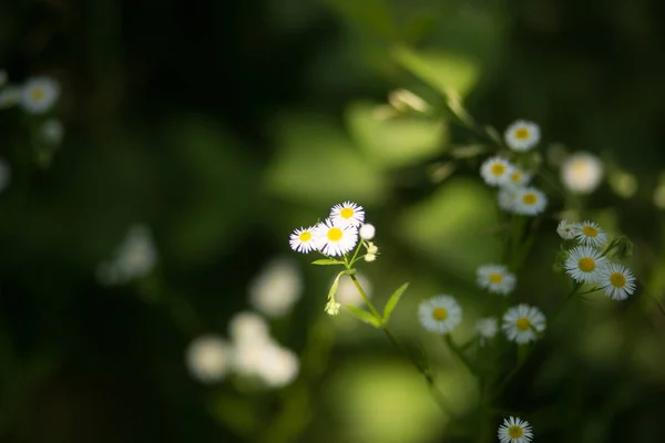 Little daisies in forest grass.