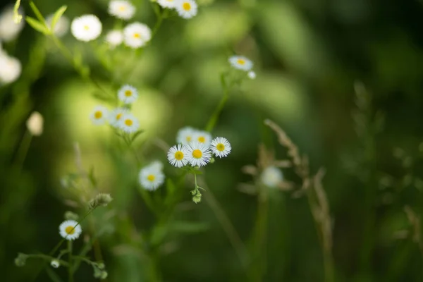 Little daisies in forest grass. — Stock Photo, Image