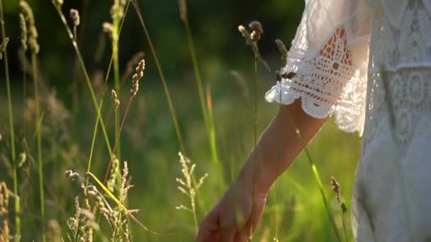 Крупним планом жіноча рука проходить через пшеничне поле — стокове відео