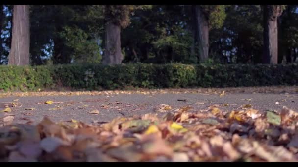 El hombre corre en verde bosque de otoño aligerado con el sol — Vídeos de Stock