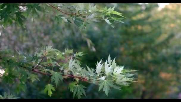 Piękna letnia natura-zielone drzewa ciepłego sezonu — Wideo stockowe