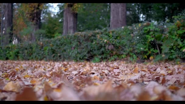 Sportive man loopt in groene herfst bos verlicht met de zon — Stockvideo
