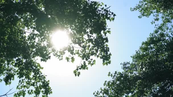 Tree branches in the Rays of the Sun — Stock Video