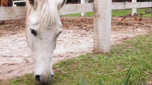 Σούπερ κοντά σε λευκό άλογο τρώει γρασίδι μέσα από λευκό ξύλινο φράχτη, ενώ στέκεται στην άμμο στο paddock. Ράντσο αλόγων. Κίεβο, Ουκρανία. Πρότυπα 422 — Αρχείο Βίντεο