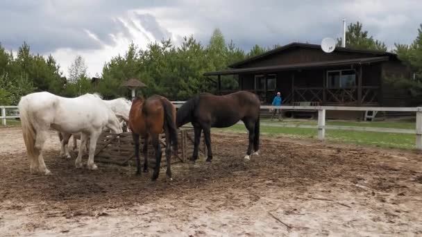 Τα άλογα τρέφονται στο μαντρί, ρίχνοντας τα κεφάλια τους πάνω από ένα μικρό φράχτη για να σκίσουν σανό ή να τραφούν από τον τροφοδότη. Στο παρασκήνιο του ράντσου ή στάση από την οποία αναχωρούν.Μάρτιος, 2020. Κίεβο, Ουκρανία. Πρότυπα 422 — Αρχείο Βίντεο