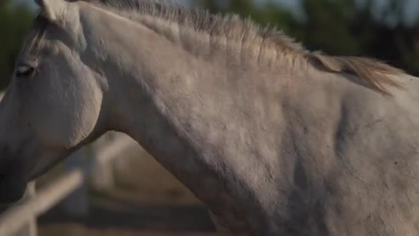 Een wit paard komt voorbij en draait achterom en loopt verder in de kraal van een kleine ranch. Ranch concept. Sluit maar af. Prores 422 — Stockvideo