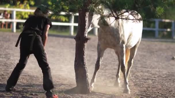 Lo sposo è una donna che gioca con un cavallo bianco nascondendosi da lei dietro un albero, poi salendo accarezzando la sua criniera nel recinto di un piccolo ranch. Concetto di ranch. Prore 422 — Video Stock