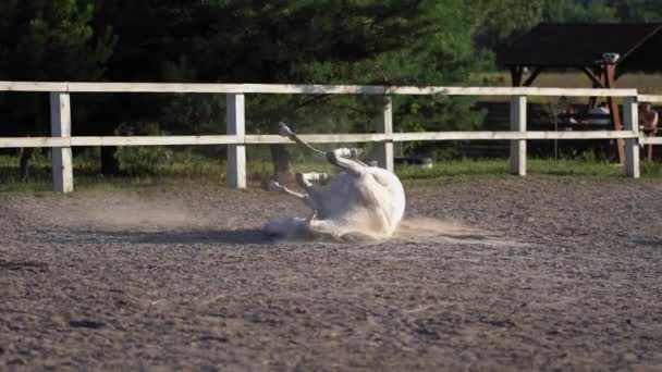 Il cavallo bianco delizia rotolandosi e spazzolandosi in piedi nel recinto di un piccolo ranch. Concetto di ranch. Prore 422 — Video Stock