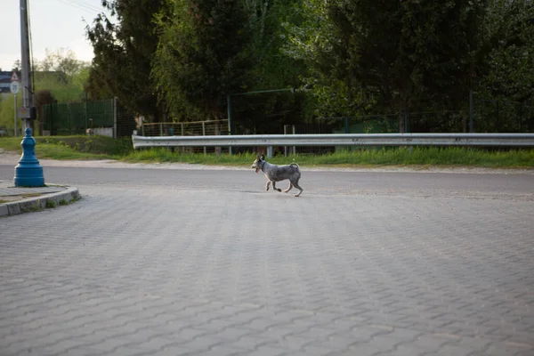 Бегущая собака в спешке на улице. Маленький собачий питомец в воротнике, бегущий один по пустой дороге или пустынной улице. Выборочный фокус на движении собаки. Концепция дорожной безопасности — стоковое фото