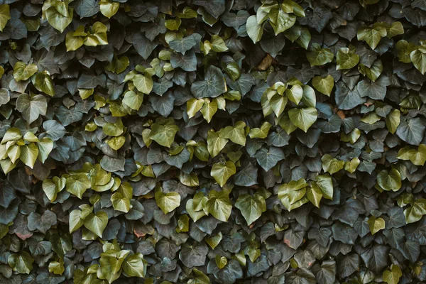 Green ivy hedge. Hedera Helix ivy. Green floral background. Green plant on the wall. Leaves texture — Stock Photo, Image