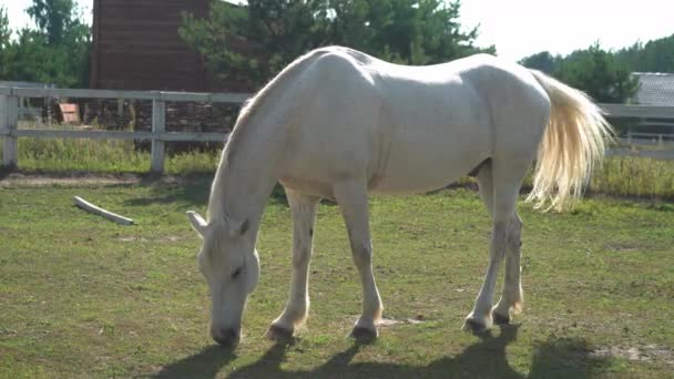 Un beau cheval blanc marche dans le corral, pincant l'herbe germée au petit matin d'été. Concept de ranch. Mars 2020. Kiev, Ukraine. Prores 422 — Video