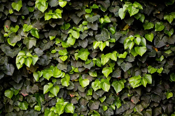 Fond ou texture florale verte. Haie de plante de lierre vert. Alternant feuilles de lierre vert clair et vert foncé — Photo