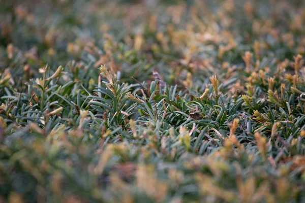 Zelené rostlinné pozadí. Abstraktní květinová textura. Záběr zblízka. Zaměření ve středu obrázku — Stock fotografie