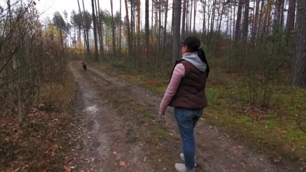 秋の森の中の道に女性が立っている。女性は片手を上げてボールを投げ、その後犬が走ります。陽気羊飼い犬はそれをキャッチするために実行されます.友達秋の散歩。第四百二十二条 — ストック動画