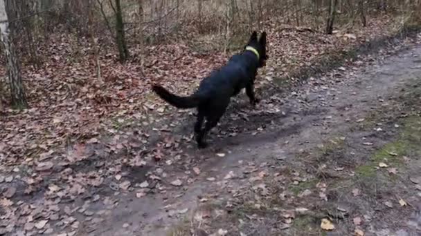 El perro recoge una pelota y vuelve corriendo a Hostes. Mujer en entrenamiento casual mientras camina en el bosque un cálido día de otoño. Perro pastor de raza pura negro sentado cumpliendo el mando de la anfitriona. Prores 422 — Vídeo de stock