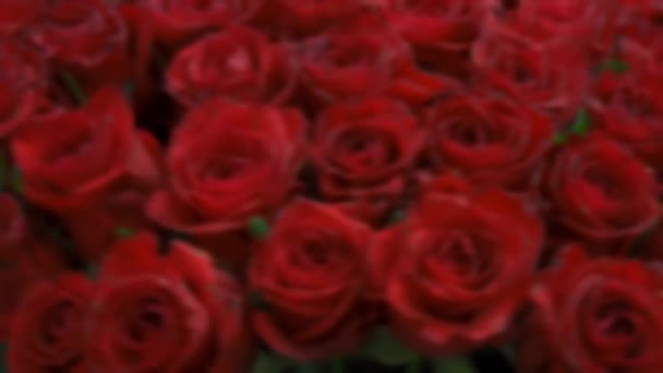 En bukett röda rosor suddig bakgrund. Många blommor snurrar i ramen. Kopiera utrymme koncept för blommor. — Stockvideo