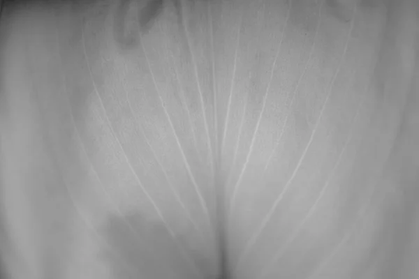 White spathiphyllum flower in the light. Close-up shot. Light bw blurred background — Stock Photo, Image
