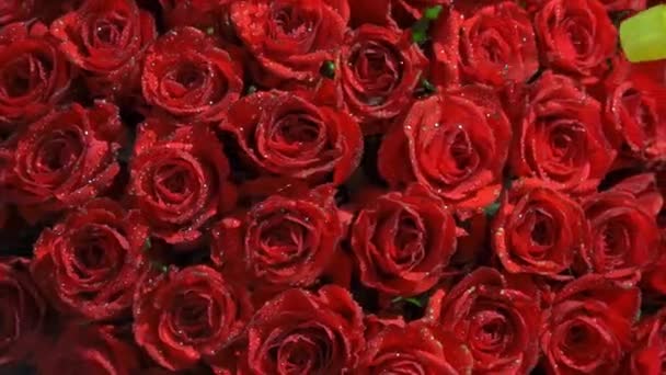 Zorgen over boeket van rode rozen. Water spuiten op het enorme boeket rode rozen. — Stockvideo