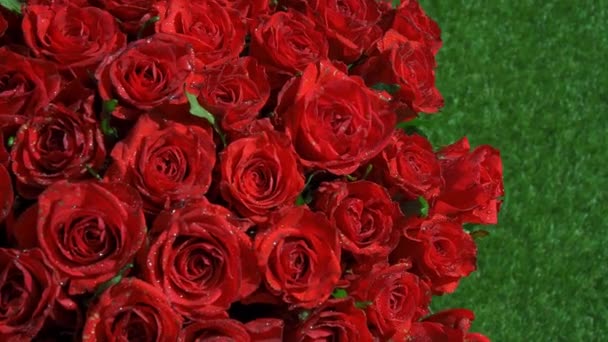 Hermosas rosas rojas en el jardín en la hierba. Día soleado de verano. Enorme ramo de flores . — Vídeos de Stock