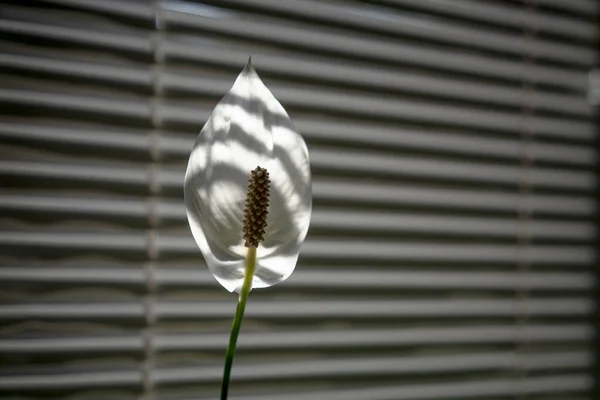 Stylowy biały kwiat na tle w paski. Spathiphyllum podświetlane światło słoneczne przed żaluzjami okiennymi. Czarno-biały obraz monochromatyczny. Zbliżenie strzału — Zdjęcie stockowe
