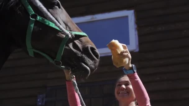 Giovane donna pulisce i cavalli faccia con una spugna. La museruola degli stalloni e 'sotto controllo. Cura degli animali nel concetto di fattoria. Filmati 4k di alta qualità. 29 agosto 2020. Kiev, Ucraina — Video Stock