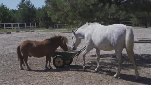 Jeune cheval blanc avec petit poney appaloosa. Le cheval s'approche de la cuvette à côté du poney. Images 4k de haute qualité. 29 août 2020. Kiev, Ukraine — Video