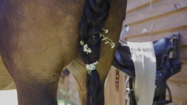 As flores são tecidas na cauda dos cavalos. A cauda de cavalos trança-se em uma trança de close-up. No fundo da sela. Imagens 4k de alta qualidade. 29 de agosto de 2020. Kiev, Ucrânia — Vídeo de Stock