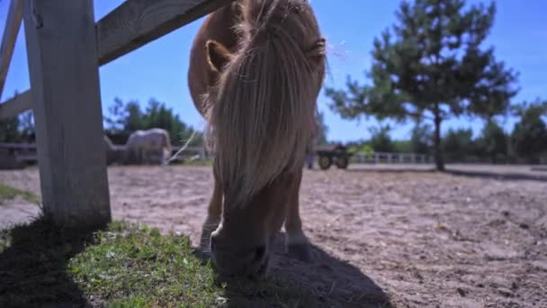 Pony met een licht-thil knijpt het gras in de paddock. Gedwongen dieren grazen op de boerderij. Hoge kwaliteit 4K beeldmateriaal. 29 augustus. Kiev, Oekraïne — Stockvideo