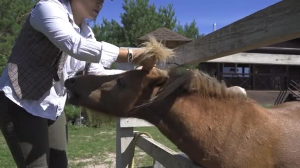 Boerenvrouw bindt de manen van de pony. Bruine pony staat in de paddock. Jonge vrouw maakt een paardenstaart van een dier. Hoge kwaliteit 4K beeldmateriaal. 29 augustus 2020. Kiev, Oekraïne — Stockvideo