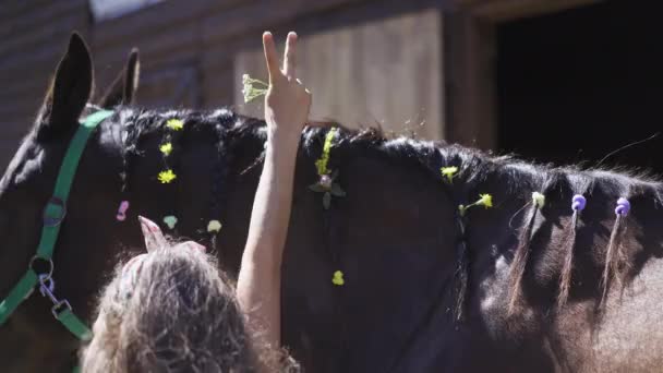 Ung kvinna väver blommor till en hästman. Svart häst mane är dekorerad med blommor. Högkvalitativ 4k-film. 29 augusti 2020. Kiev, Ukraina — Stockvideo