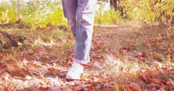 파란 청바지를 입은 사람은 숲 속을 걷습니다. 가을 산책. 여행 임신. 건강 한 생활 방식. — 비디오