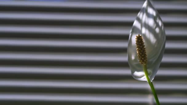 Spathiphyllum tegen de achtergrond van blinds. Witte bloem in zonnestralen op een gestreepte achtergrond. Hoge kwaliteit — Stockvideo