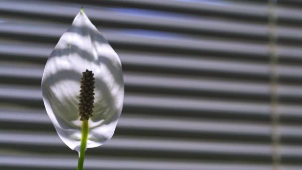 Kwiat Spathiphyllum przeciwko żaluzji okiennych. Biały kwiat podświetlone światło słoneczne na tle paski. Wysoka jakość — Wideo stockowe