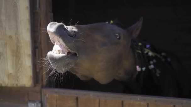 Un caballo oscuro ruge en la ventana del establo. Mares va de cerca. Alta calidad. 29 de agosto de 2020. Kiev, Ucrania — Vídeos de Stock