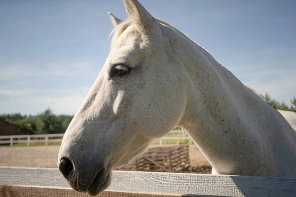 Caballo blanco pura raza al aire libre. Perfil de mare con triste expresión de hocico sobre fondo de paddock y cielo azul. Primer plano. —  Fotos de Stock