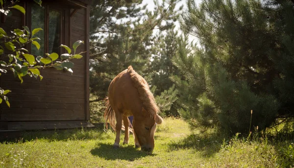 Röd ponny äter gräs på grön gräsmatta på solig dag. Söt liten häst betar nära trä sagohydda och unga tallar — Stockfoto