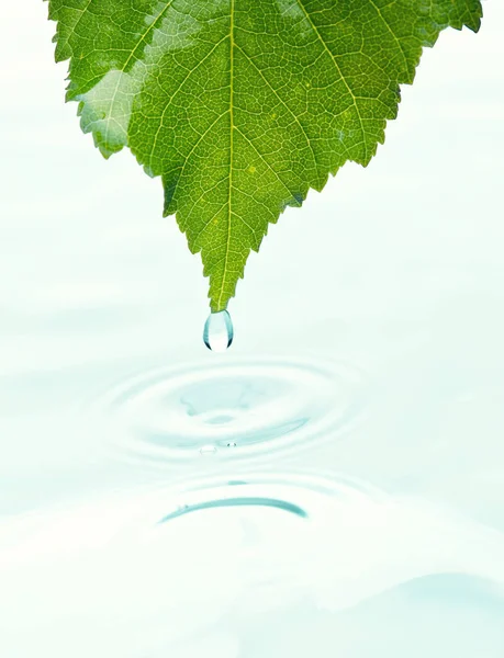 Zielony liść z wody — Zdjęcie stockowe