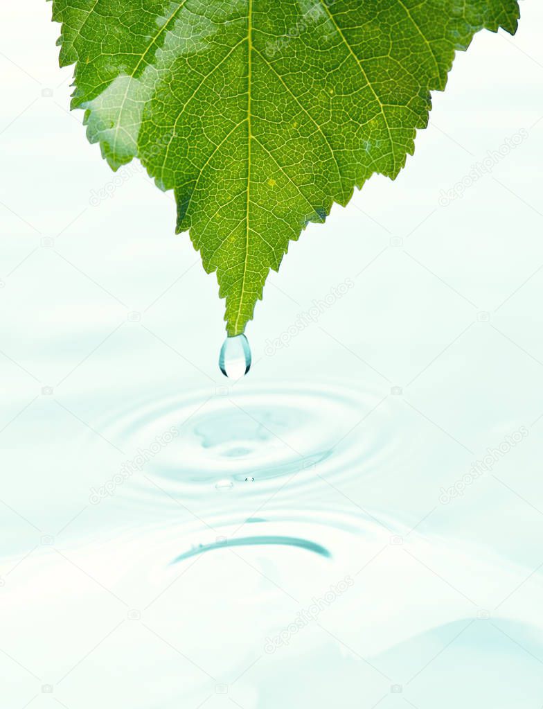 green leaf with water