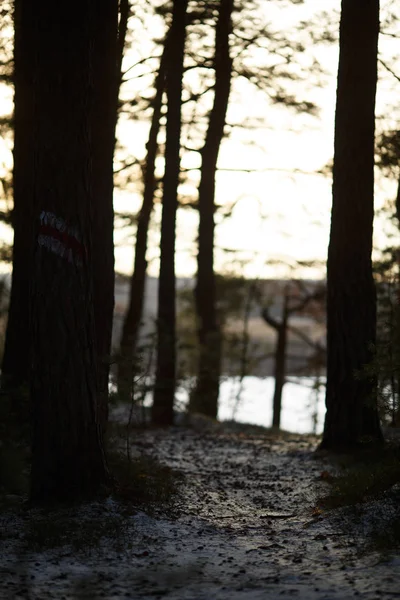 A hónyom, a tó és a fák képe — Stock Fotó