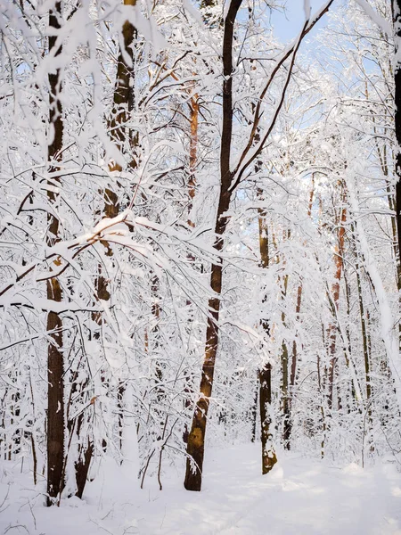 Foto de árboles forestales en la nieve en invierno —  Fotos de Stock