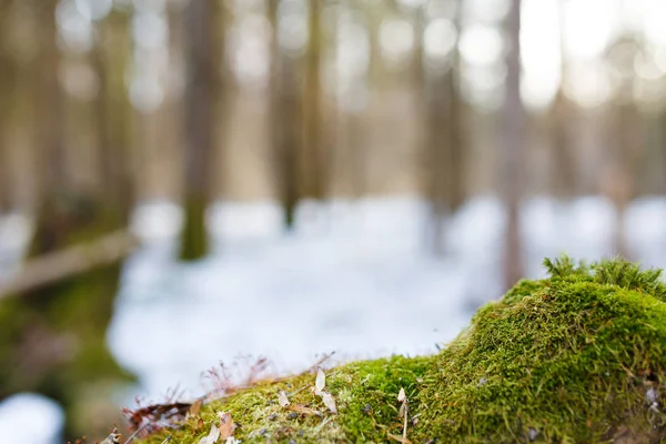 Foto de musgo no fundo borrado da floresta com neve — Fotografia de Stock